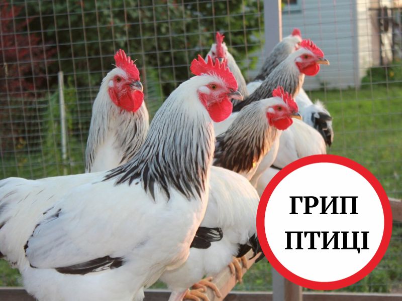 spalakh 14 03 2024 golovna